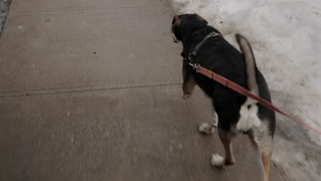 POV-Aufnahme-Eines-Hundes,-Der-Gassi-Geht