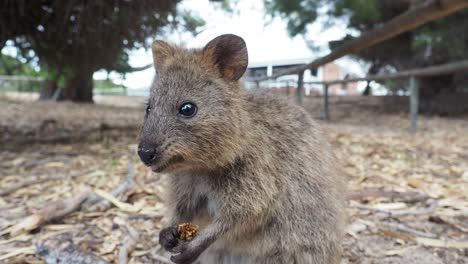 quokka masticando higos y oliendo. ángulo bajo