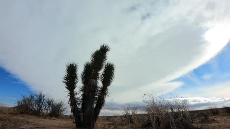 Nubes-De-Movimiento-Rápido-En-El-Lapso-De-Tiempo-De-Larga-Duración-En-El-Desierto-De-Mojave-Con-Un-árbol-De-Joshua-En-Primer-Plano