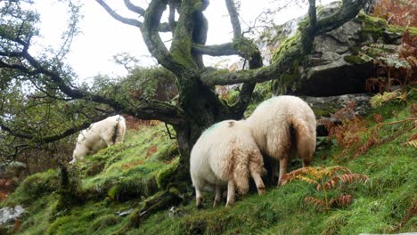 Schafe-Grasen-Auf-Felsigen,-Nebligen,-Grasbewachsenen-Bergen,-Nasser-Landschaftswildnis