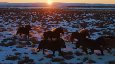 caballos corriendo en la hora de oro