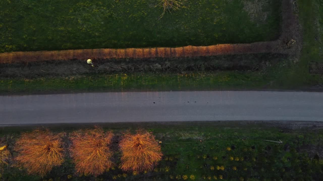 자연에서 운전하는 알파 로미오 자동차를 천천히 축소하는 공중 드론 샷