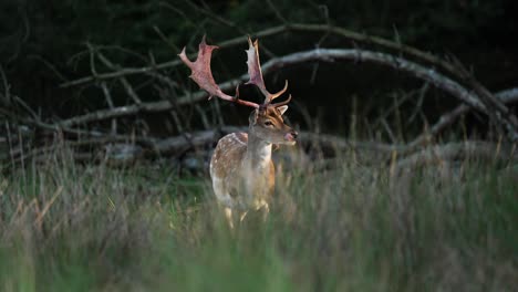 Magnificent-medium-shot-of-a-fallow-deer-with-large-rack-of-antlers-standing-in-tall-grass,-beautifully-lit-with-black-background-and-fallen-tree,-licking-and-eating