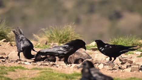 black crow eating prey on grassy meadow