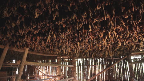 tobacco leaves hanging on racks to dry