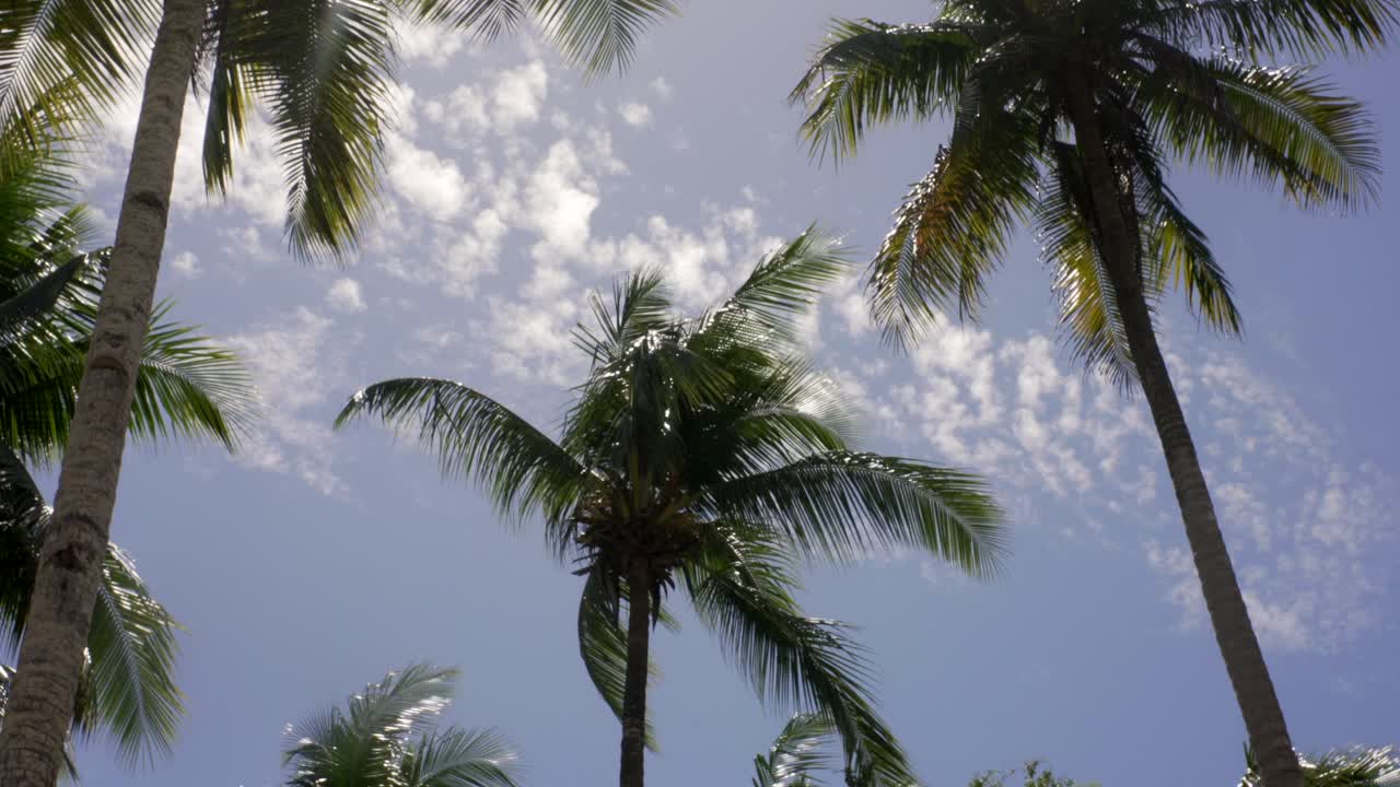 Palme da cocco sulla costa delle Filippine