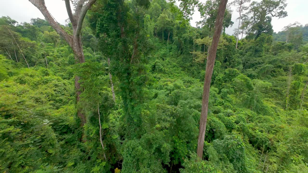 Aerial drone shot flying through tall trees and over dense jungle near Sangkhla in western Thailand