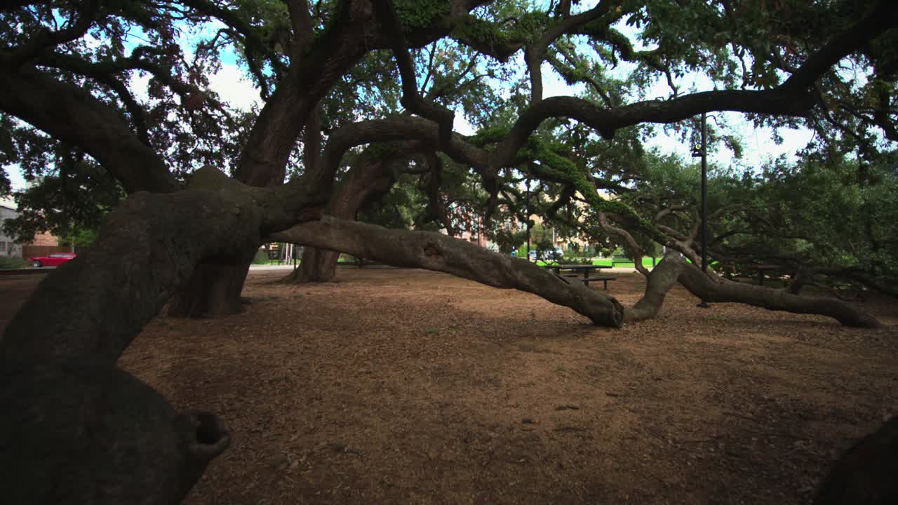 도시 공원 에 있는 큰 오크 나무