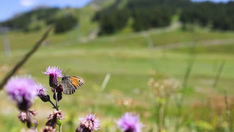 butterfly interacting with flower in piedmont, italy