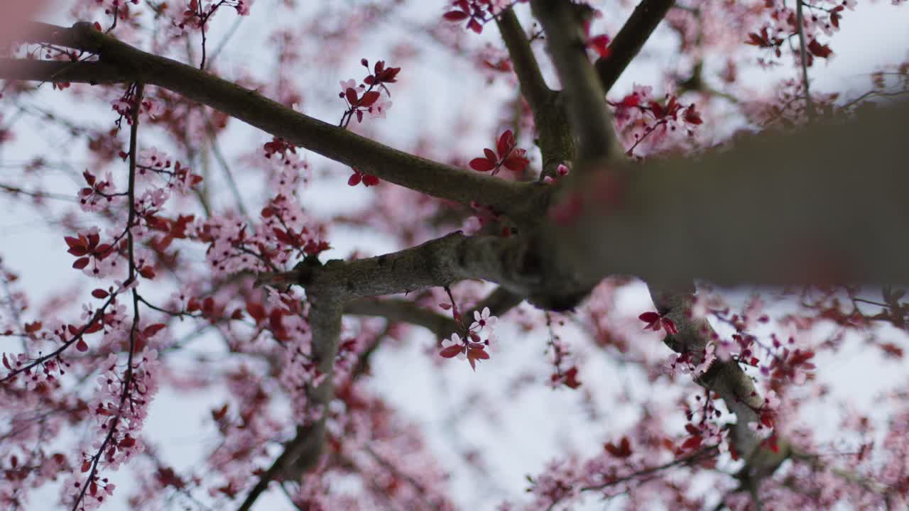 Pink Flowers Blooming on a Tree