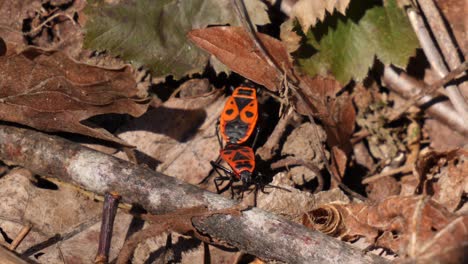 close up shot of mating fire bugs walking over dirt and brown leaves in a forest