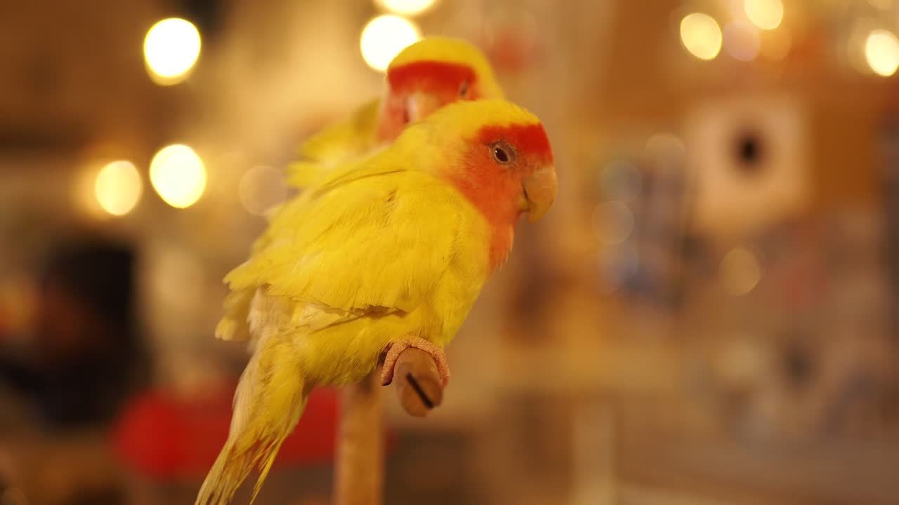 Two Sleeping Budgies