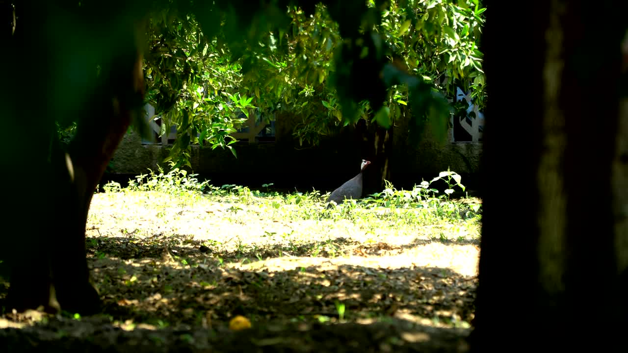 잔디에서 기니, 가금류, 농장, 농업.