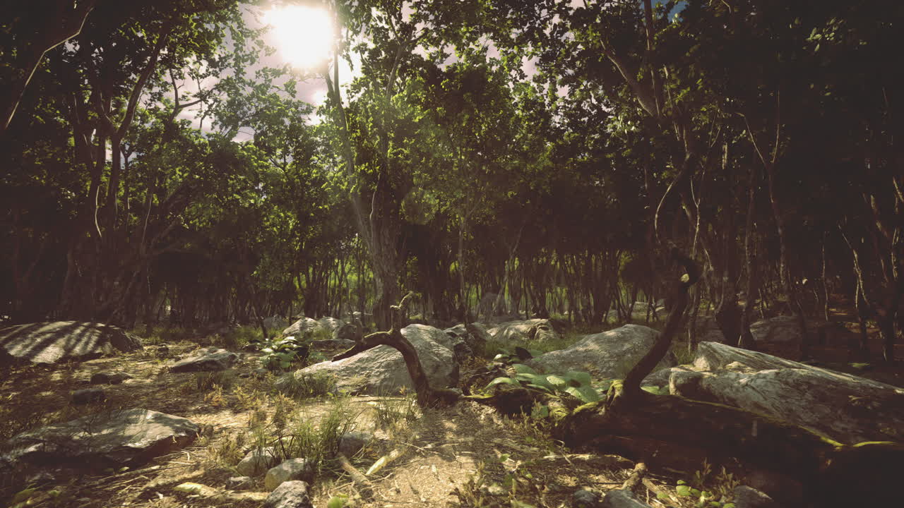 Lush forest with greenery and rocky terrain in dappled sunlight