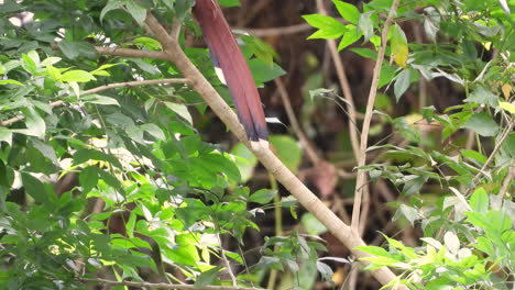 squirrel cuckoo sitting in a lush green tree in the dense forest during the day