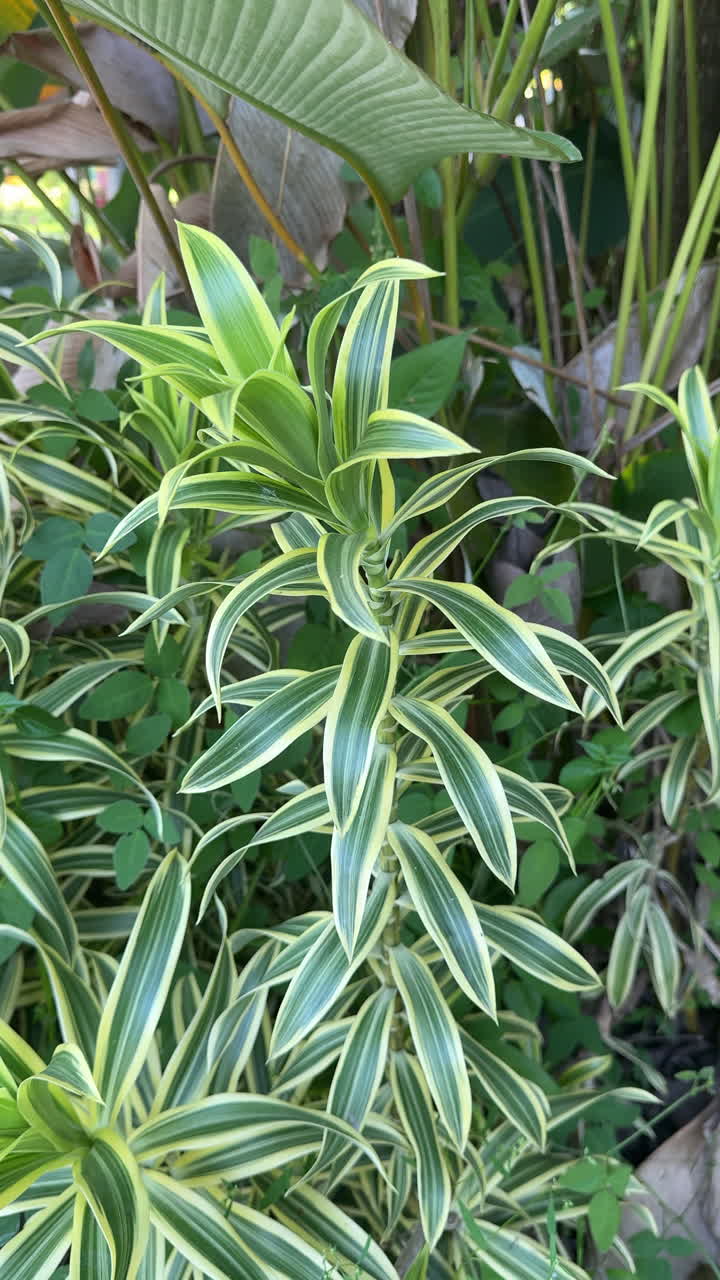 Foglie di piante variegate, verdi e gialle, lussureggianti in un giardino