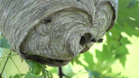 A-paper-wasp-nest-hanging-from-a-tree-in-the-woods-in-the-wilderness-in-the-summertime