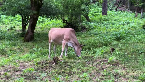 la piel dorada de la vaca el toro la vaca el ternero en el bosque la selva de hircania el paisaje natural maravilloso paisaje amplio de animales en el campo de la aldea rural en iran la gente local el estilo de vida del ganado
