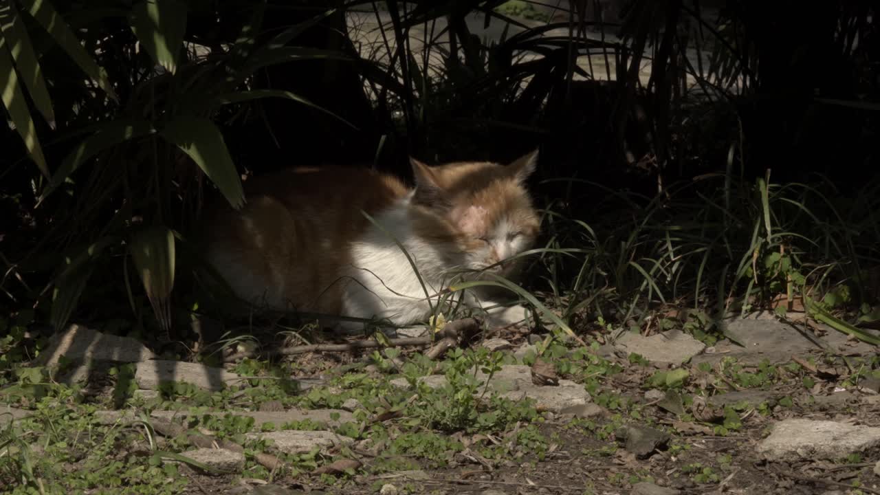 Felino bicolore fulvo pacifico che riposa nell'ombra screziata con illuminazione drammatica 2