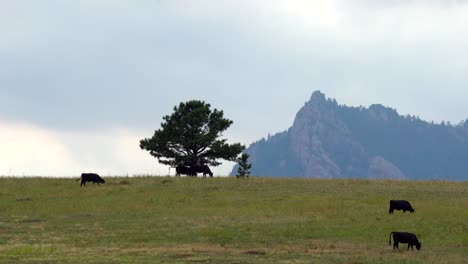 Rinder-Grasen-Auf-Der-Grünen-Wiese-Vor-Dem-Hintergrund-Der-Berge