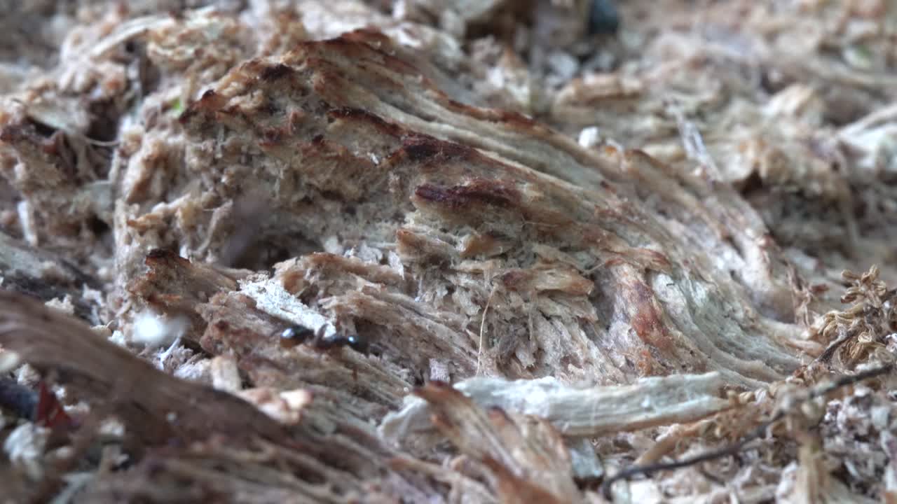 썩은 통나무에 있는 개미 구멍으로 물건을 옮기는 개미