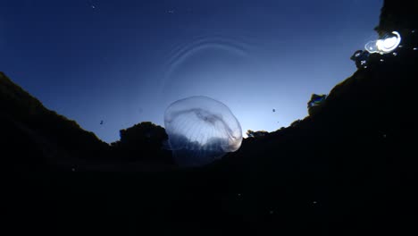 paisaje de medusas lunares bajo el agua moviéndose lentamente y cerca de los rayos del sol y los rayos solares paisaje oceánico aurelia aurita fondos