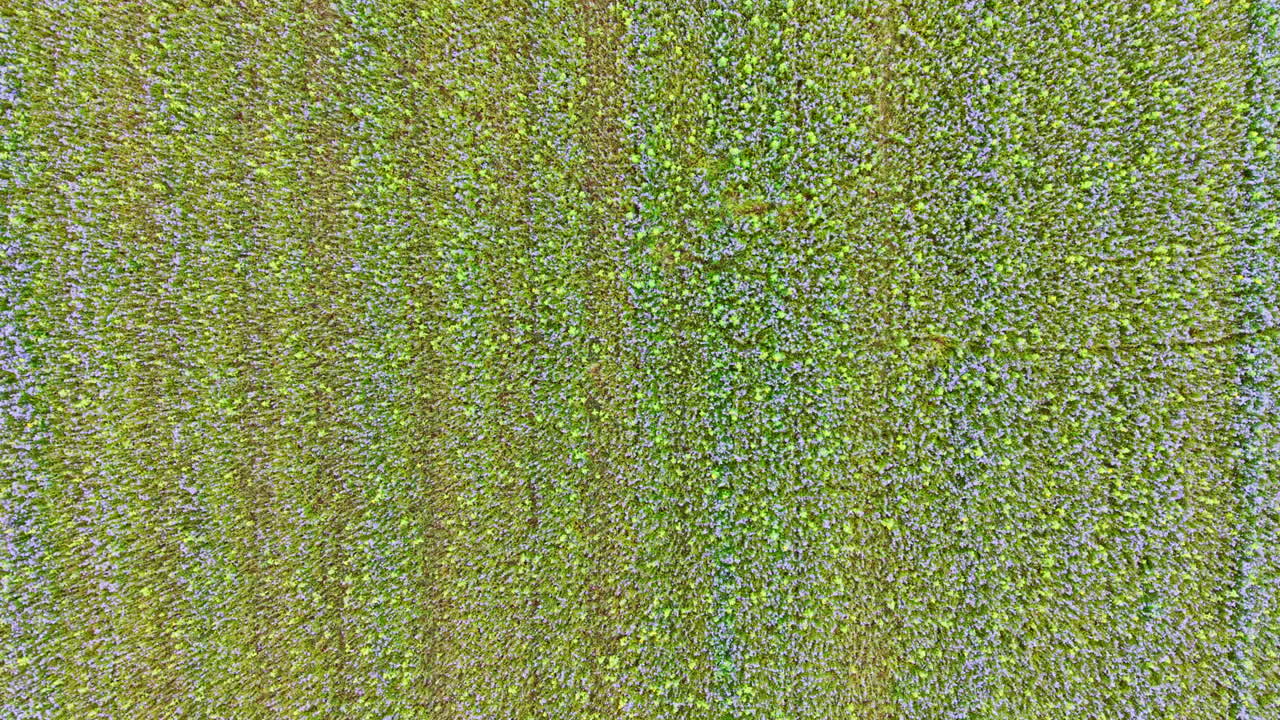 Campo infinito di fiori viola, vista dall'alto. Fiori viola su un campo infinito. Fiori estivi nel campo sotto il sole.
