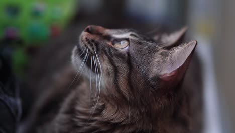 A-close-up-shot-of-a-Maine-Coon-black-and-brown-tiger-colors-fluffy-cat-with-green-eyes,-moving-tail-and-big-teeth,-growling-and-hunting-after-a-fly,-home-pet,-slow-motion-4K-video