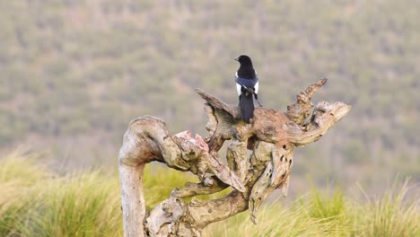 Magpies-eating-prey-in-tree-trunk