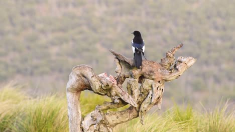 magpies eating prey in tree trunk