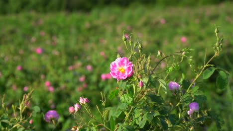 rotation around a blossoming bulgarian oil-bearing rose in the foreground, a field of roses in the background.