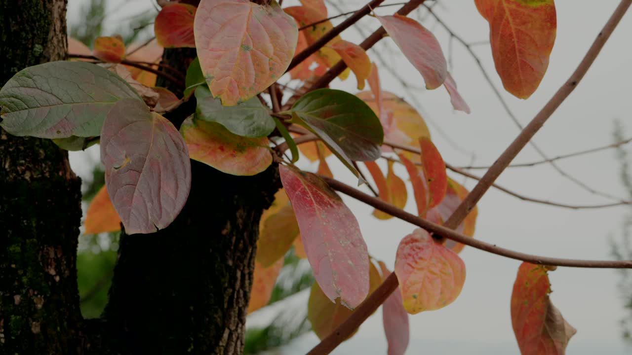 오렌지색, 빨간색, 초록색 으로 다채로운 가을 잎 을 가진 나무 가지