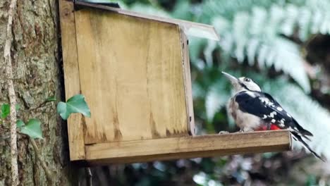 colorido joven gran pájaro carpintero manchado sentado en la caja de alimentación del bosque buscando frutos secos y semillas