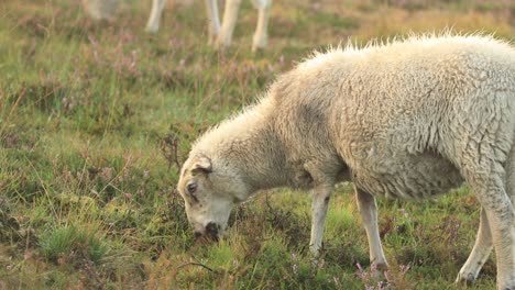 grazing sheep in early morning heather moorland with other sheep grazing an orange glow on the misty dew drop rich sunrise