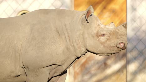 side portrait of a white rhino standing in sunlight