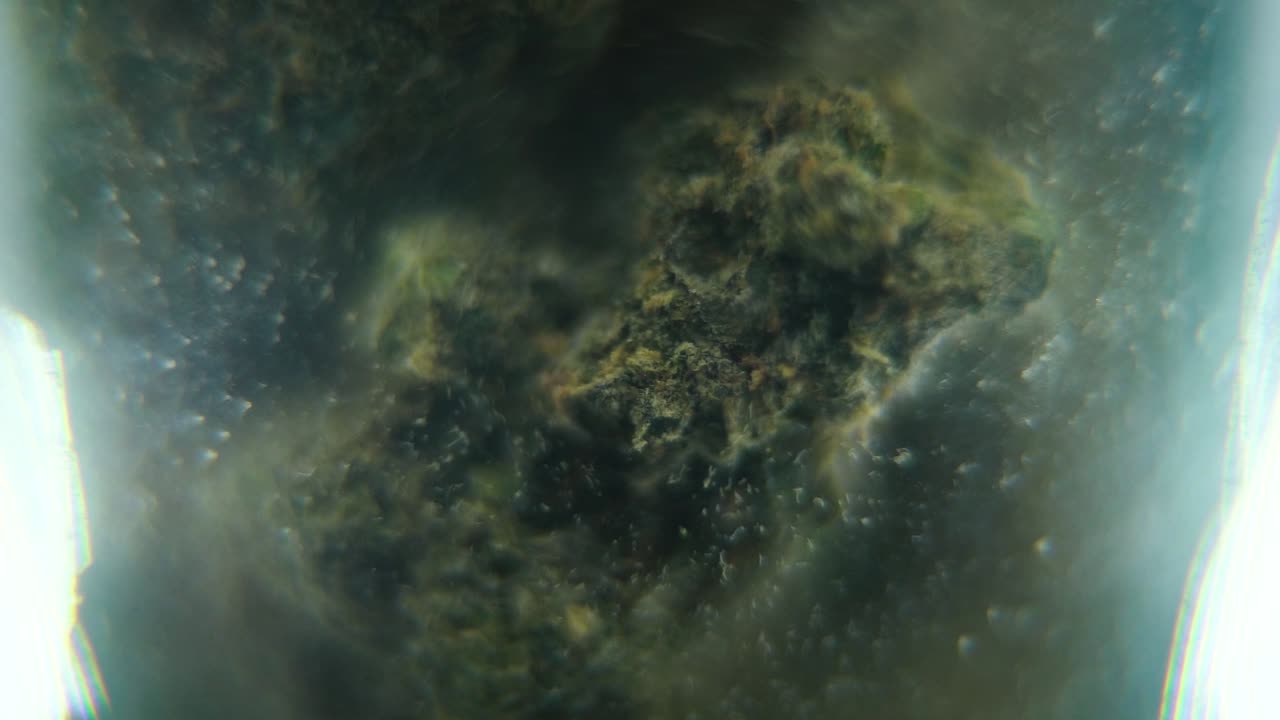 透明なグラスに入った大麻草（ハイブリッド種、サティバ）の花のマクロ回転スムーズ動画、スローモーション120fps、スタジオ照明、夢のようなぼかし