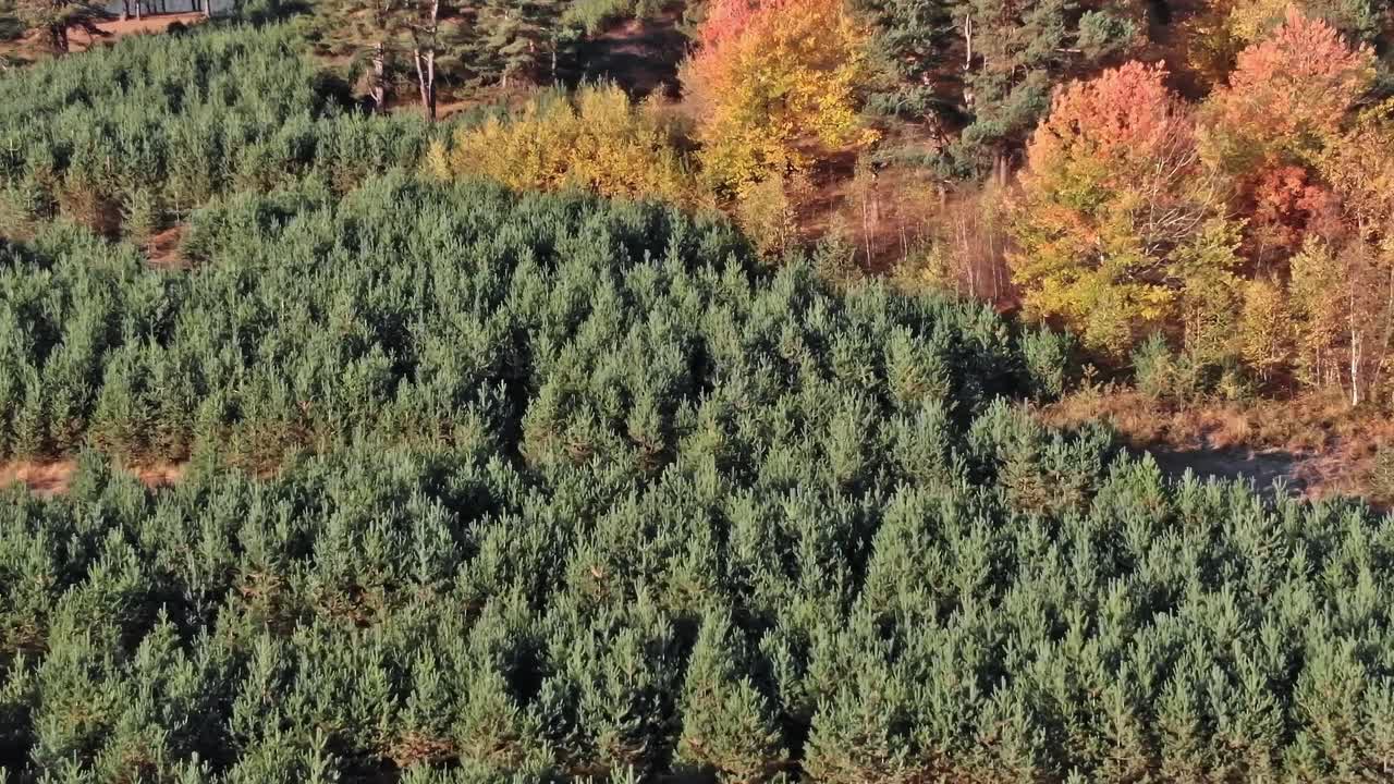 Foresta in Georgia con alberi verdi e colori autunnali.