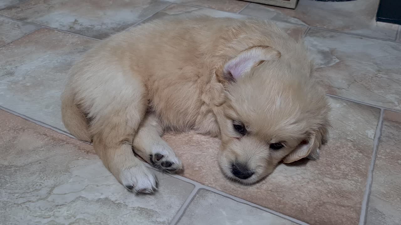바닥에 누워 잠자기 위해 눈을 감고 있는 어린 골든 리트리버 강아지