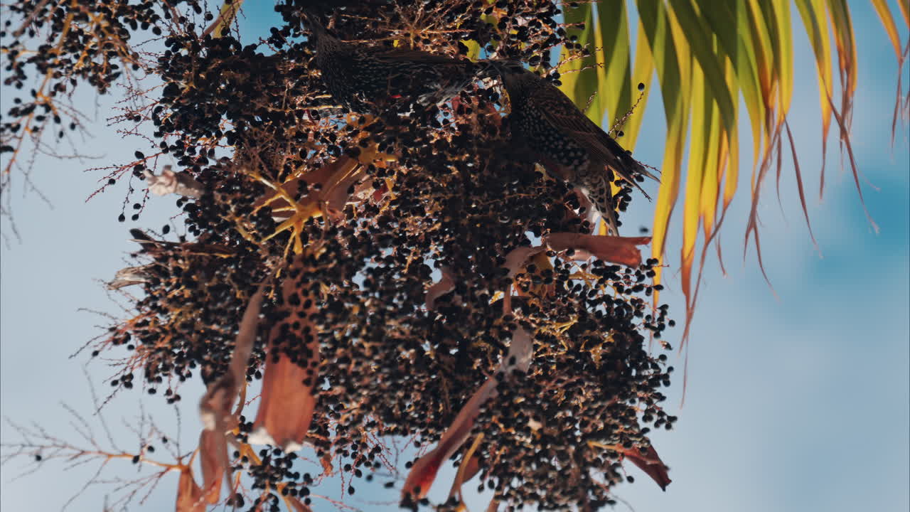Close up of a birds eating elderberry from a tree branch with the blue sky on the background