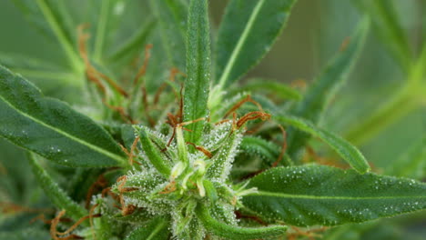 cerrar la planta de cannabis