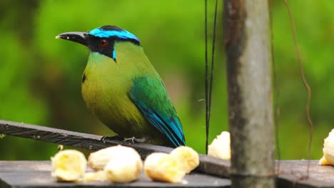 close up of detailed candean motmot tropical colourful bird barranquero andino passerine