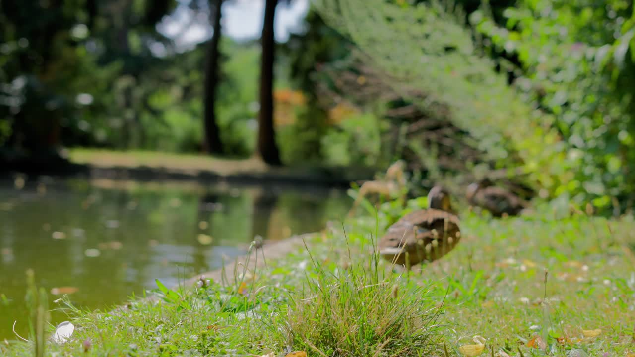 Mallard Ducks walking on the grass and swimming in the Pond in Park during a bright sunny day in T&uuml;rkenschanzpark in Vienna