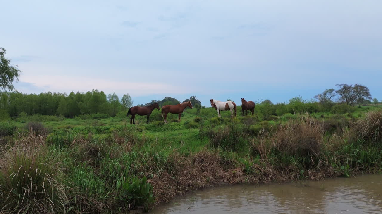 A small herd of horses stands in the river, surrounded by nature’s beauty.