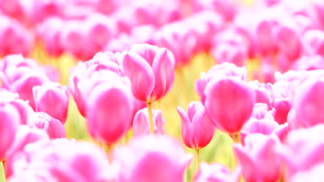 los tulipanes rojos ondeando en el viento