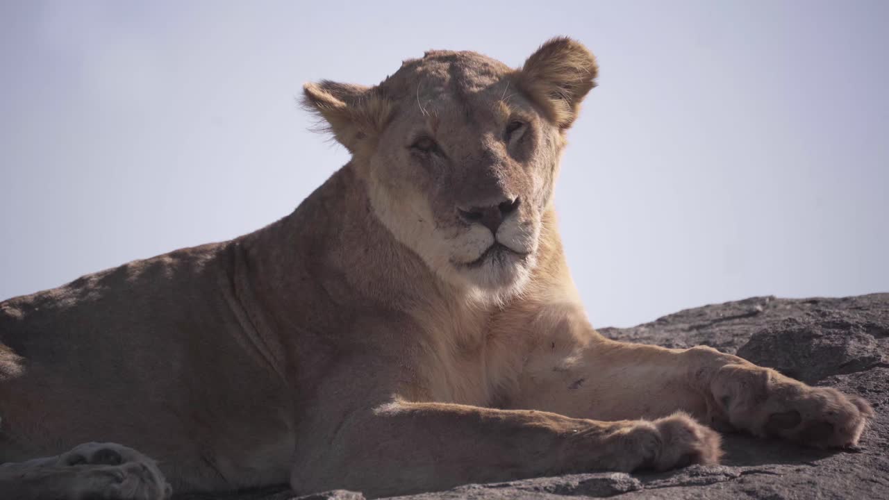 Dospělá lvice odpočívá na skále v africké savaně v Tanzanii