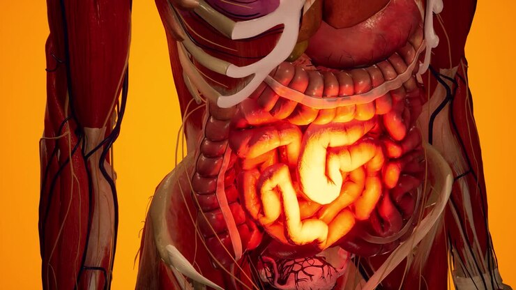 Anatomical 3D animation of digestive system. Showing the transparent body, highlighting the intestine and stomach.