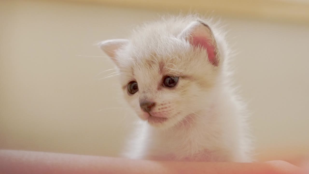 새끼 고양이는 흥분하고 있어요.