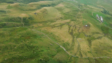 Vista-Aérea-De-Drones-De-Un-Rebaño-De-Vacas,-Pastando-En-Los-Prados-De-Las-Tierras-Altas,-En-El-Norte-De-Italia