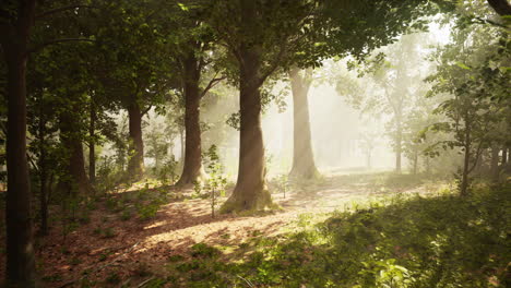 Rays-of-bursting-sunlight-in-a-misty-forest