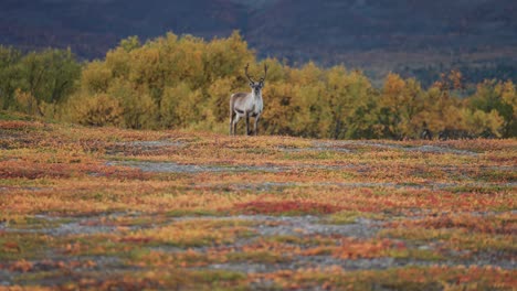 un reno solitario se encuentra en el colorido paisaje de la tundra de otoño